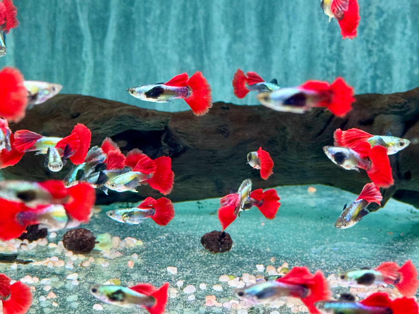 Guppy Dumbo Platinium red Tail Poecilia reticulata Männchen