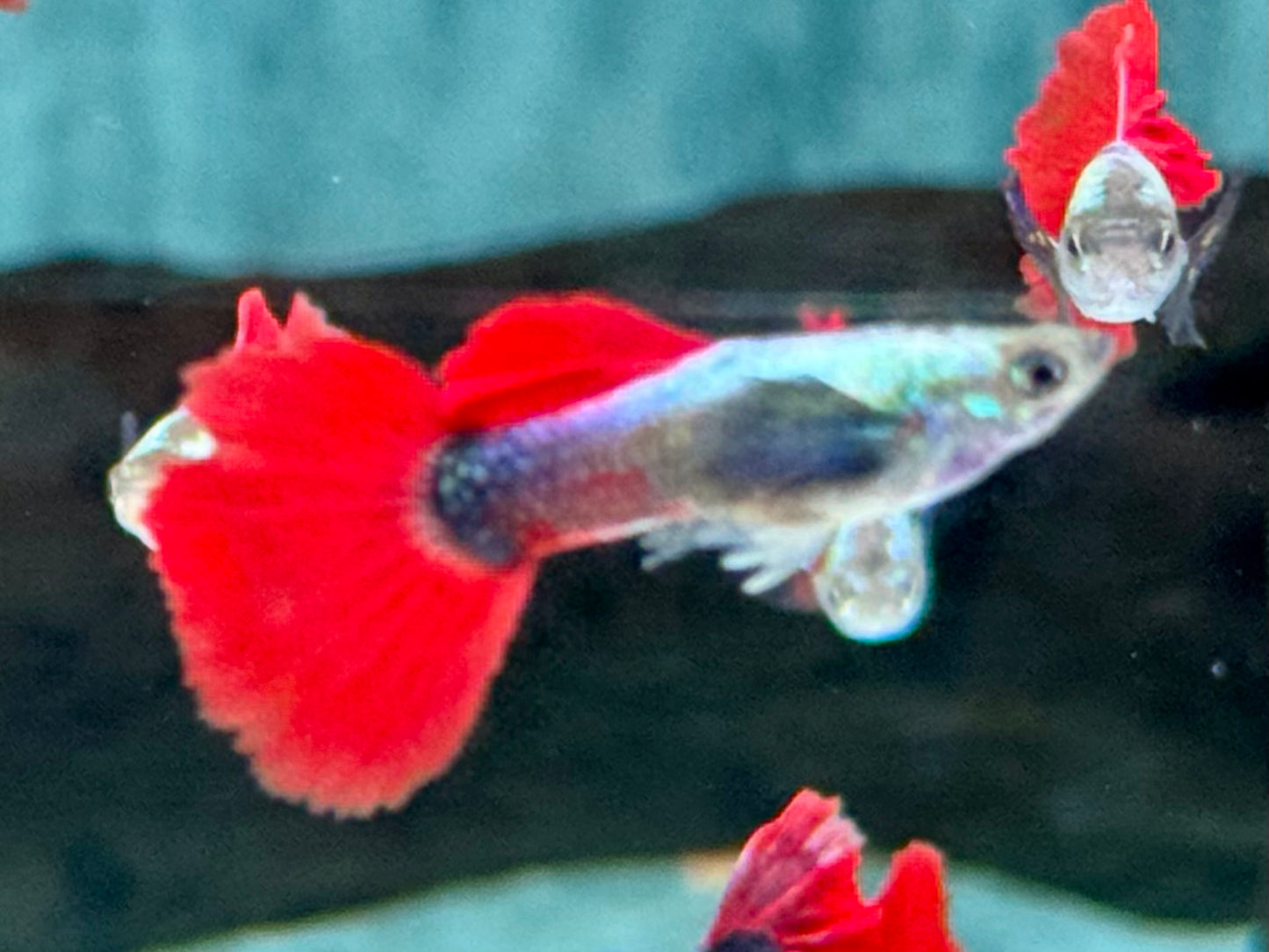 Guppy Dumbo Platinium red Tail Poecilia reticulata Männchen
