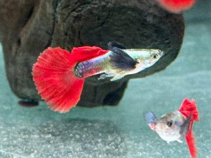 Guppy Dumbo Platinium red Tail Poecilia reticulata Männchen