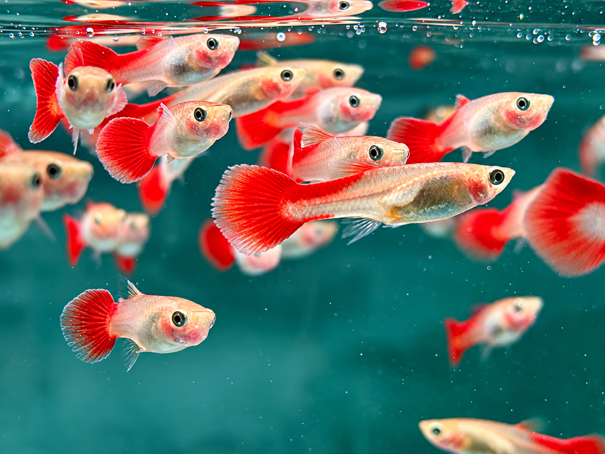 Guppy Flamingo Rot Poecilia reticulata Weibchen