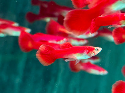 Guppy Flamingo Rot Poecilia reticulata Männchen
