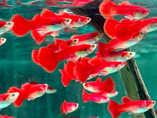 Guppy Flamingo Rot Poecilia reticulata Männchen