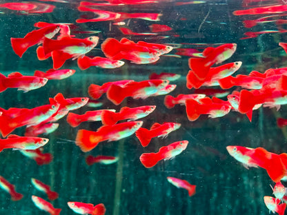 Guppy Flamingo Rot Poecilia reticulata Männchen