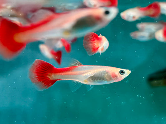Guppy Flamingo Rot Poecilia reticulata Weibchen