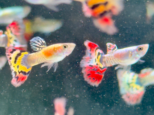Guppy Leopard Poecilia reticulata Männchen