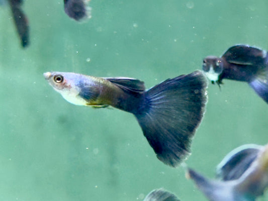 Guppy Moskau Blau Poecilia reticulata Männchen