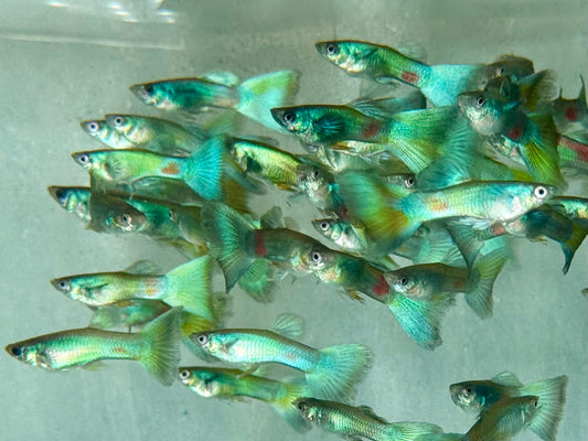 Guppy Moskau Grün Poecilia reticulata Männchen