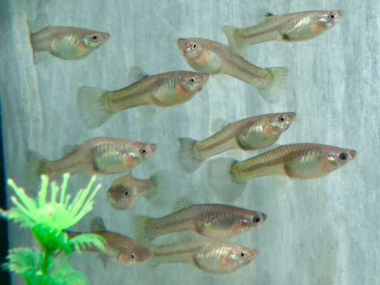 Guppy Moskau Grün Weibchen