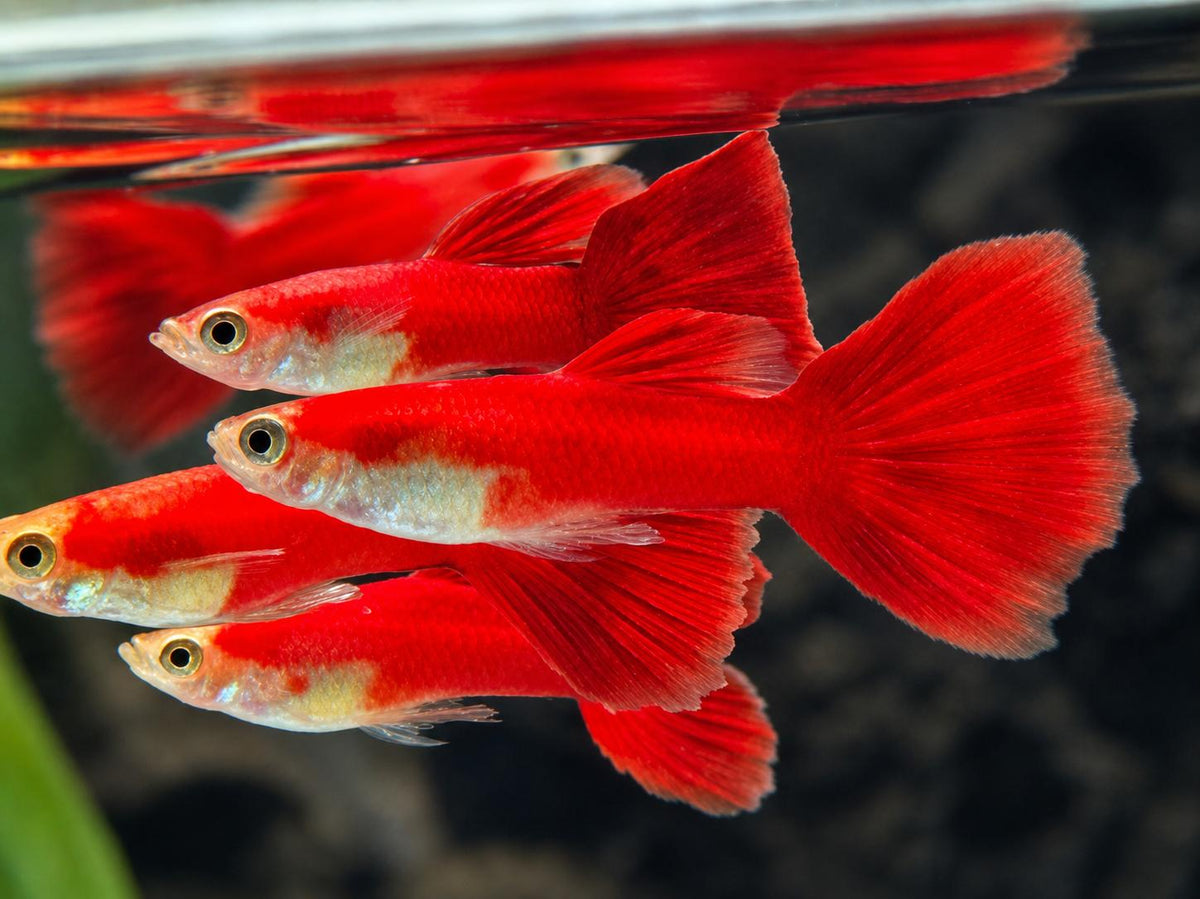 Guppy Moskau Rot Poecilia reticulata Männchen