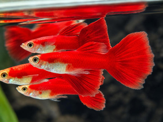 Guppy Moskau Rot Poecilia reticulata Männchen