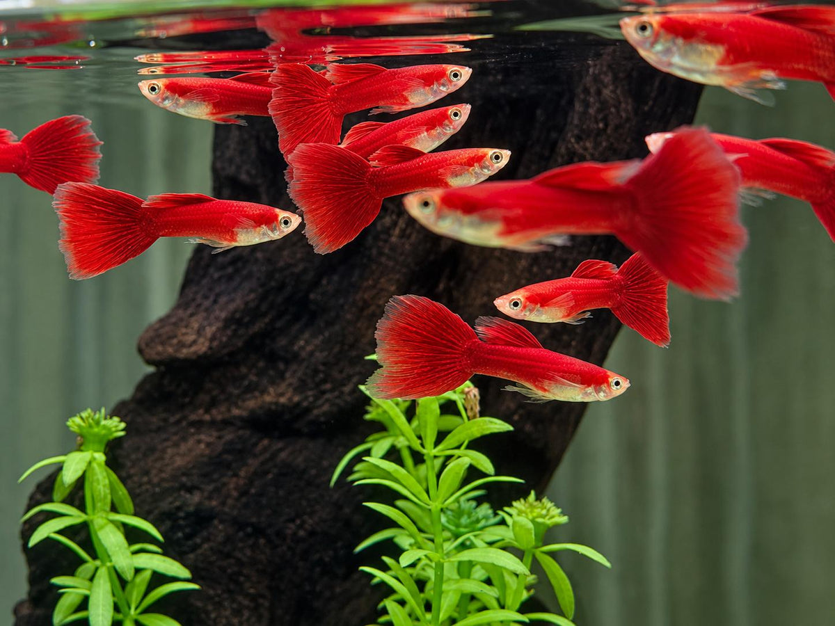 Guppy Moskau Rot Poecilia reticulata Männchen