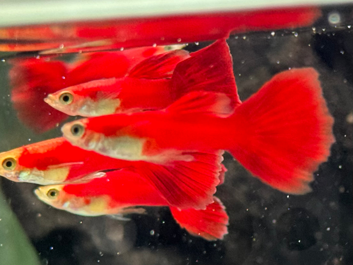 Guppy Moskau Rot Poecilia reticulata Männchen