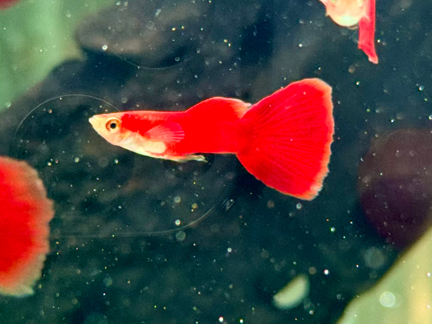 Guppy Moskau Rot Poecilia reticulata Männchen