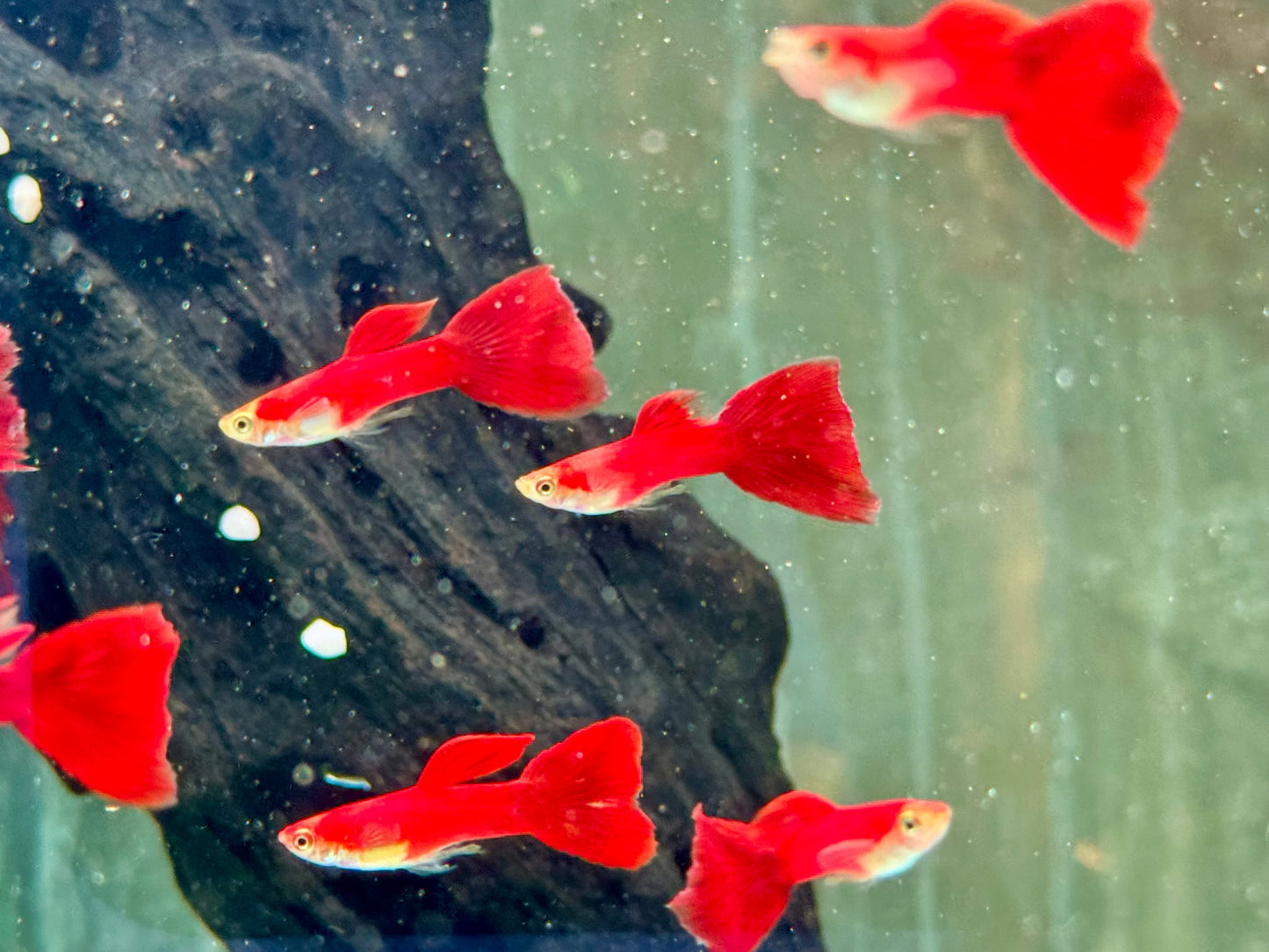 Guppy Moskau Rot Poecilia reticulata Männchen