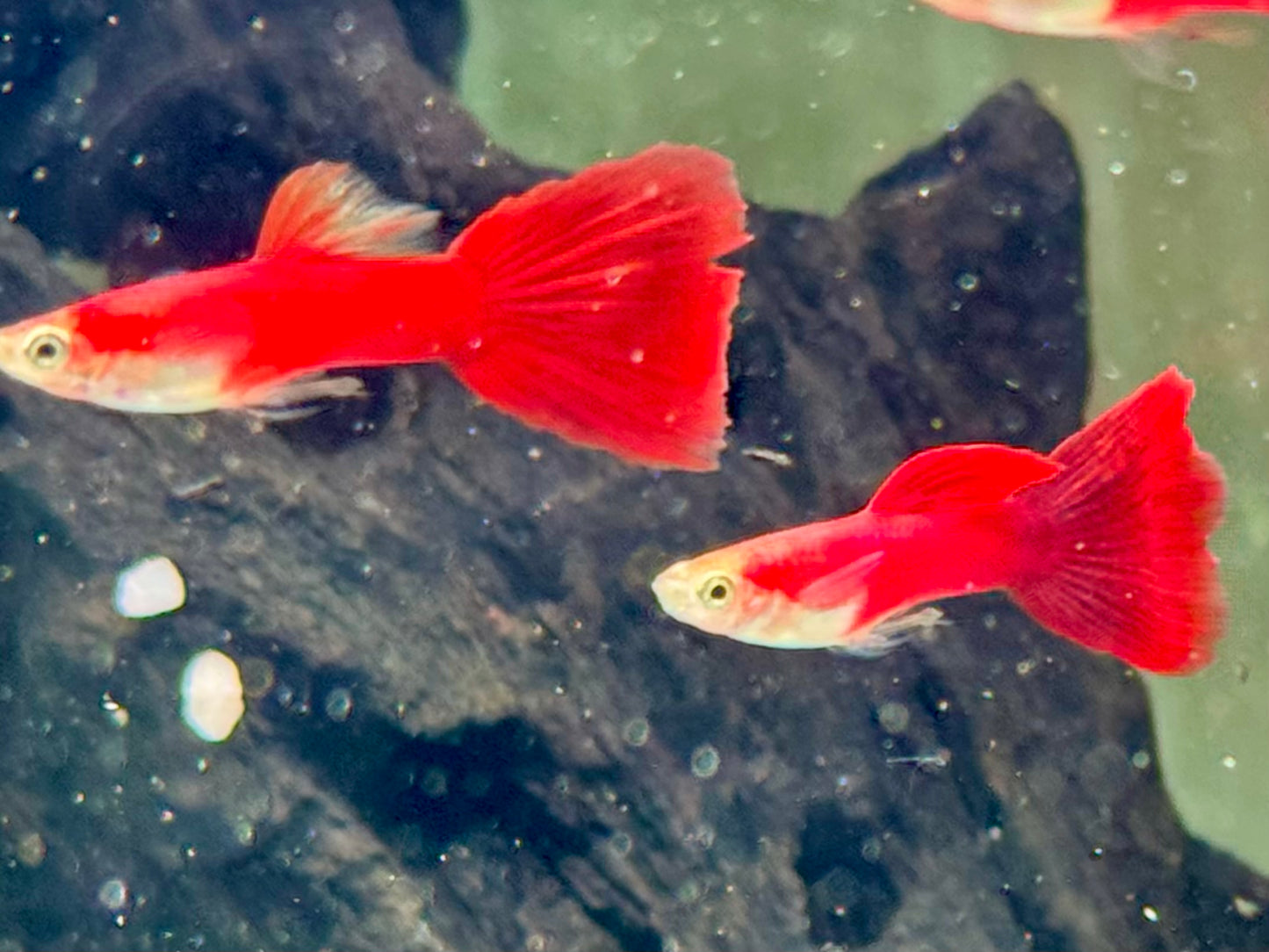 Guppy Moskau Rot Poecilia reticulata Männchen