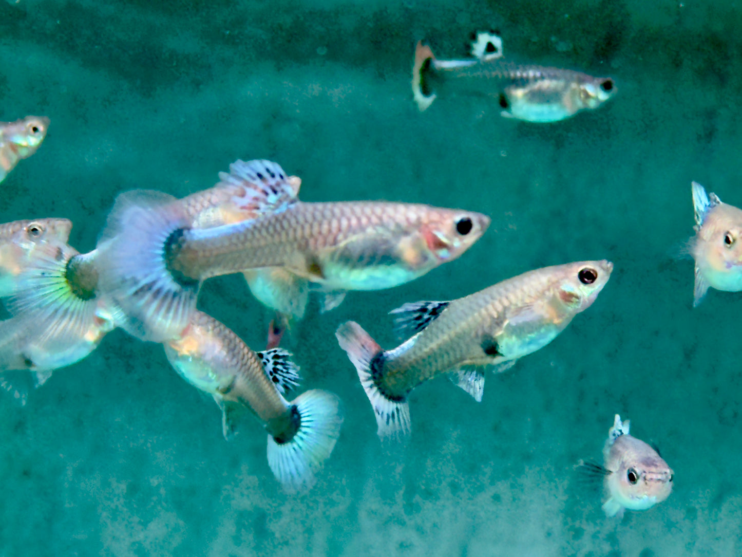 Guppy Weibchen gemischt Poecilia reticulata