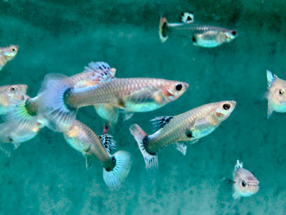 Guppy Weibchen gemischt Poecilia reticulata