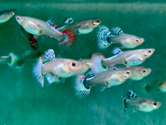 Guppy Weibchen gemischt Poecilia reticulata