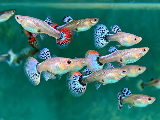 Guppy Weibchen gemischt Poecilia reticulata