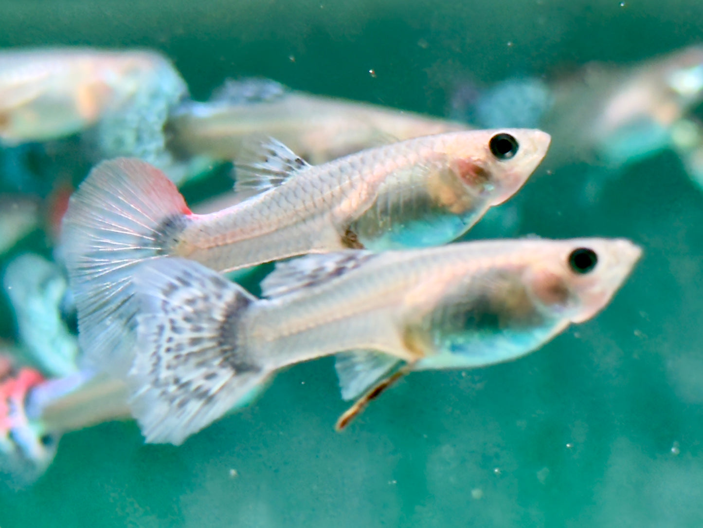 Guppy Weibchen gemischt Poecilia reticulata