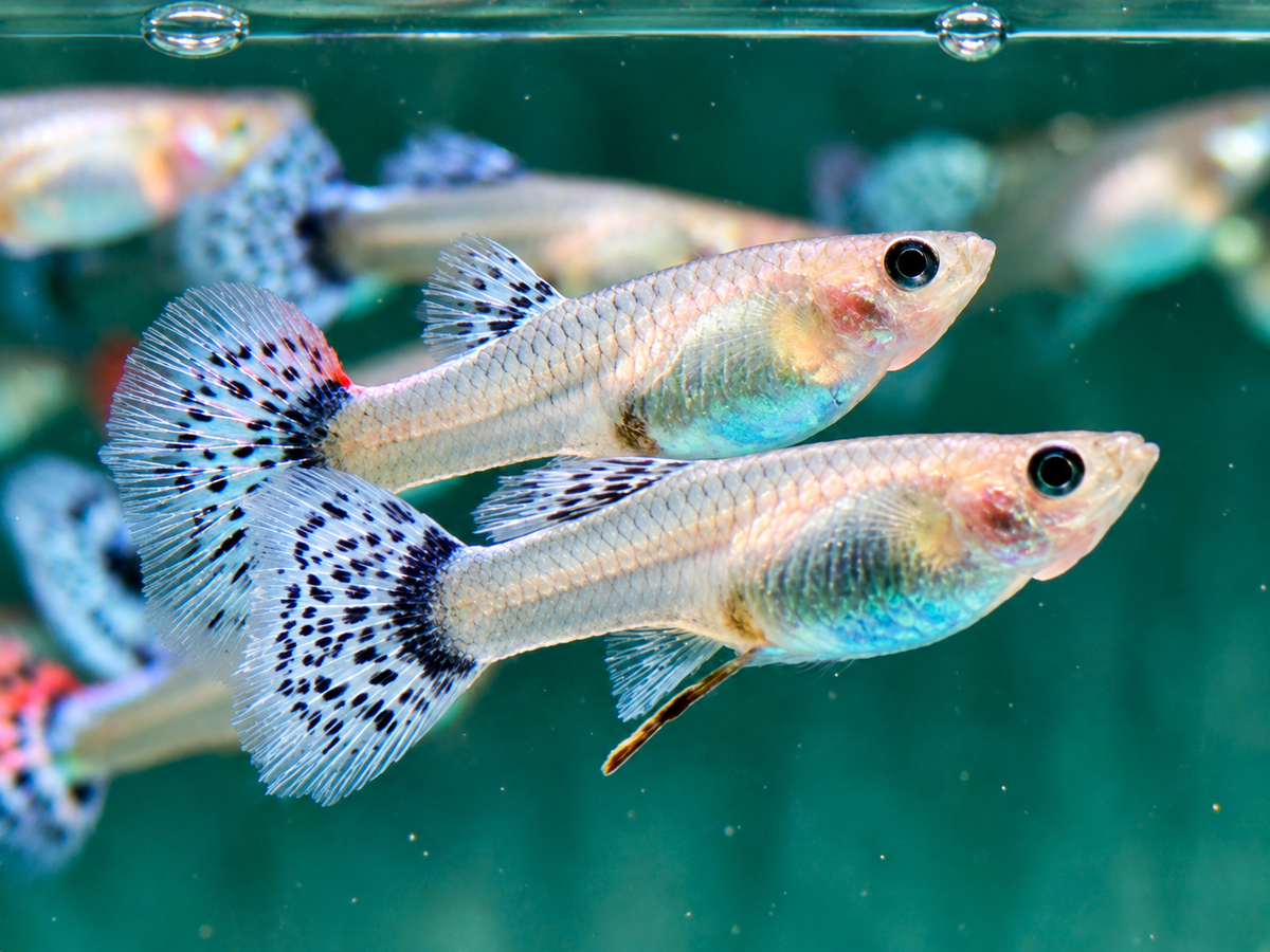 Guppy Weibchen gemischt Poecilia reticulata