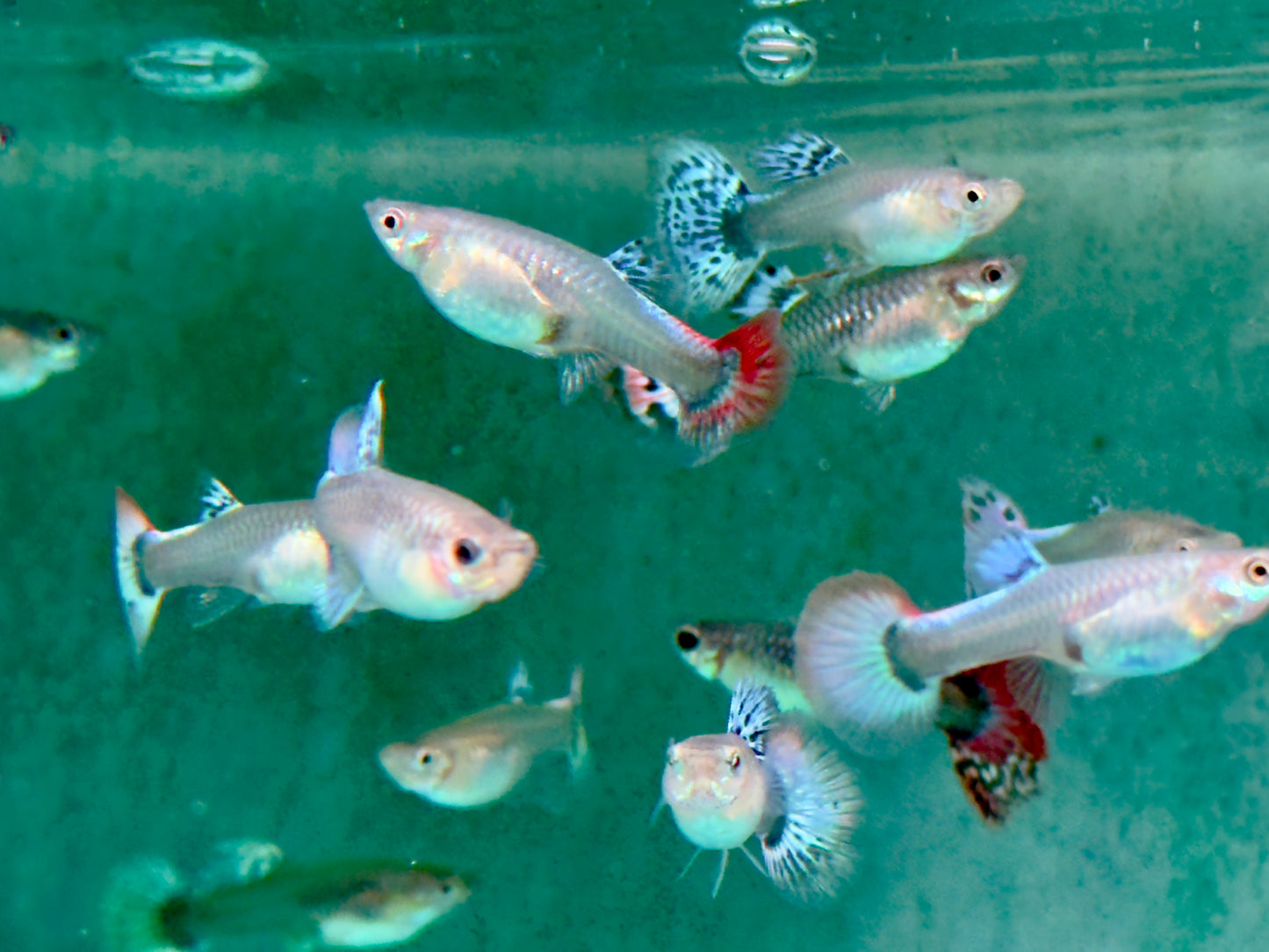 Guppy Weibchen gemischt Poecilia reticulata