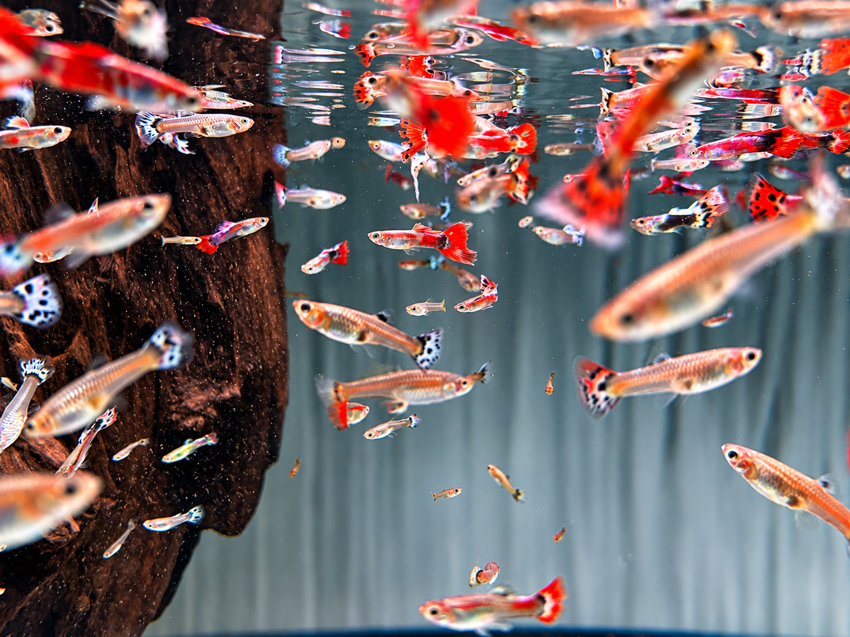Deutsche Nachzucht Guppys Poecilia reticulata