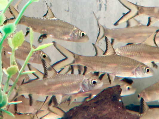 Haibarbe Balantiocheilos melanopterus 4-5 cm