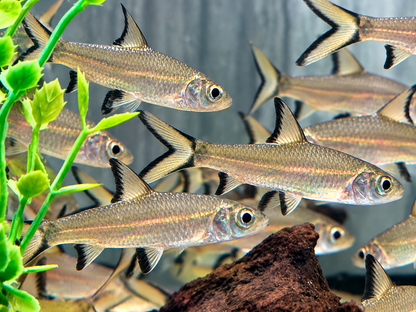 Haibarbe Balantiocheilos melanopterus 5-6 cm