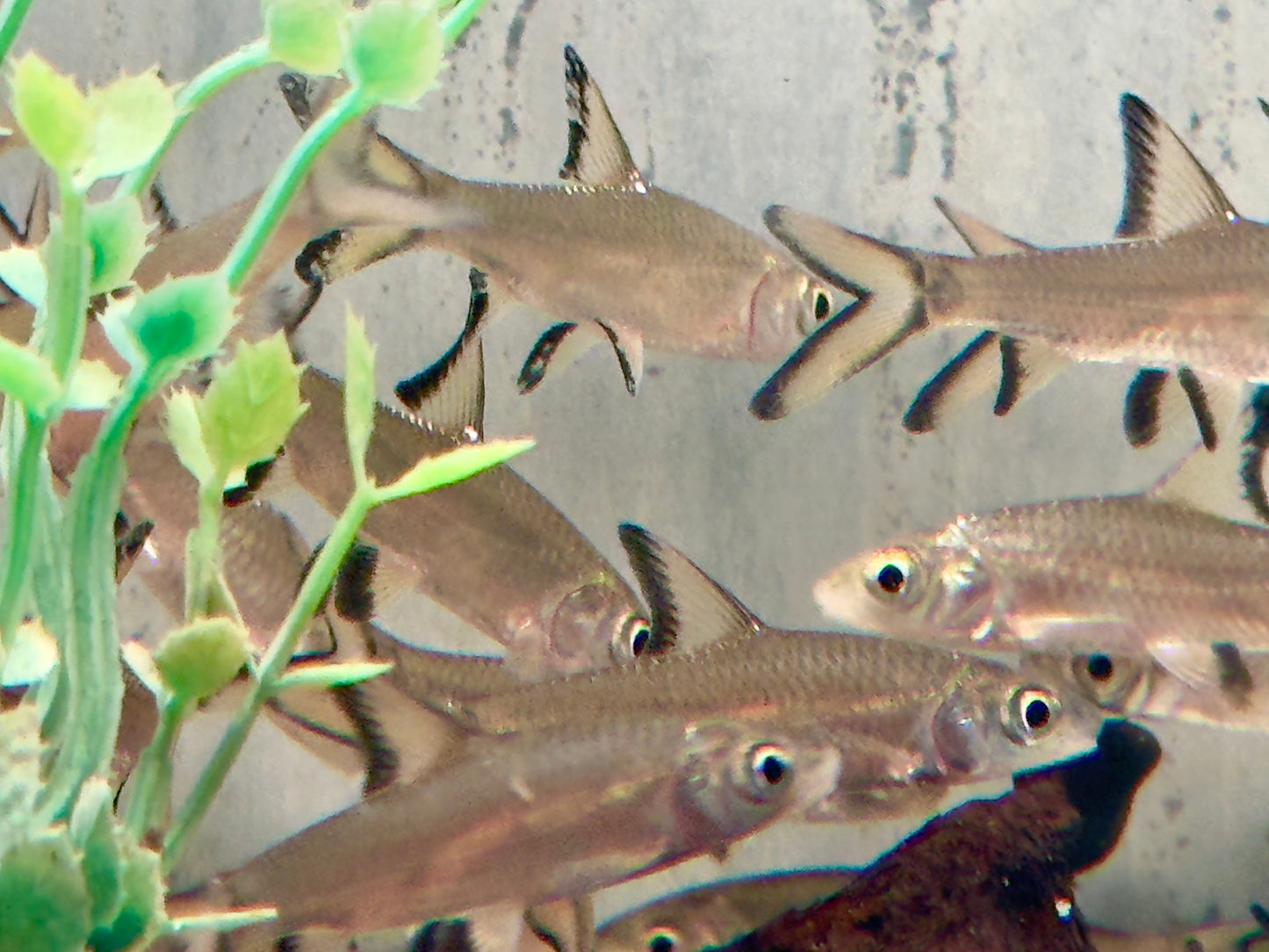 Haibarbe Balantiocheilos melanopterus 4-5 cm