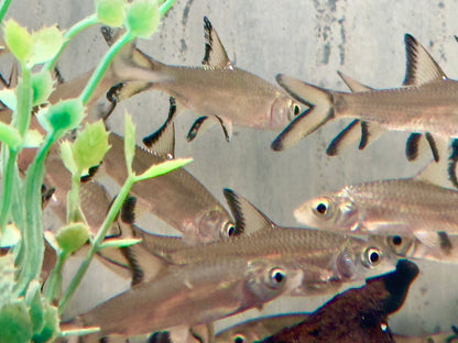 Haibarbe Balantiocheilos melanopterus 4-5 cm