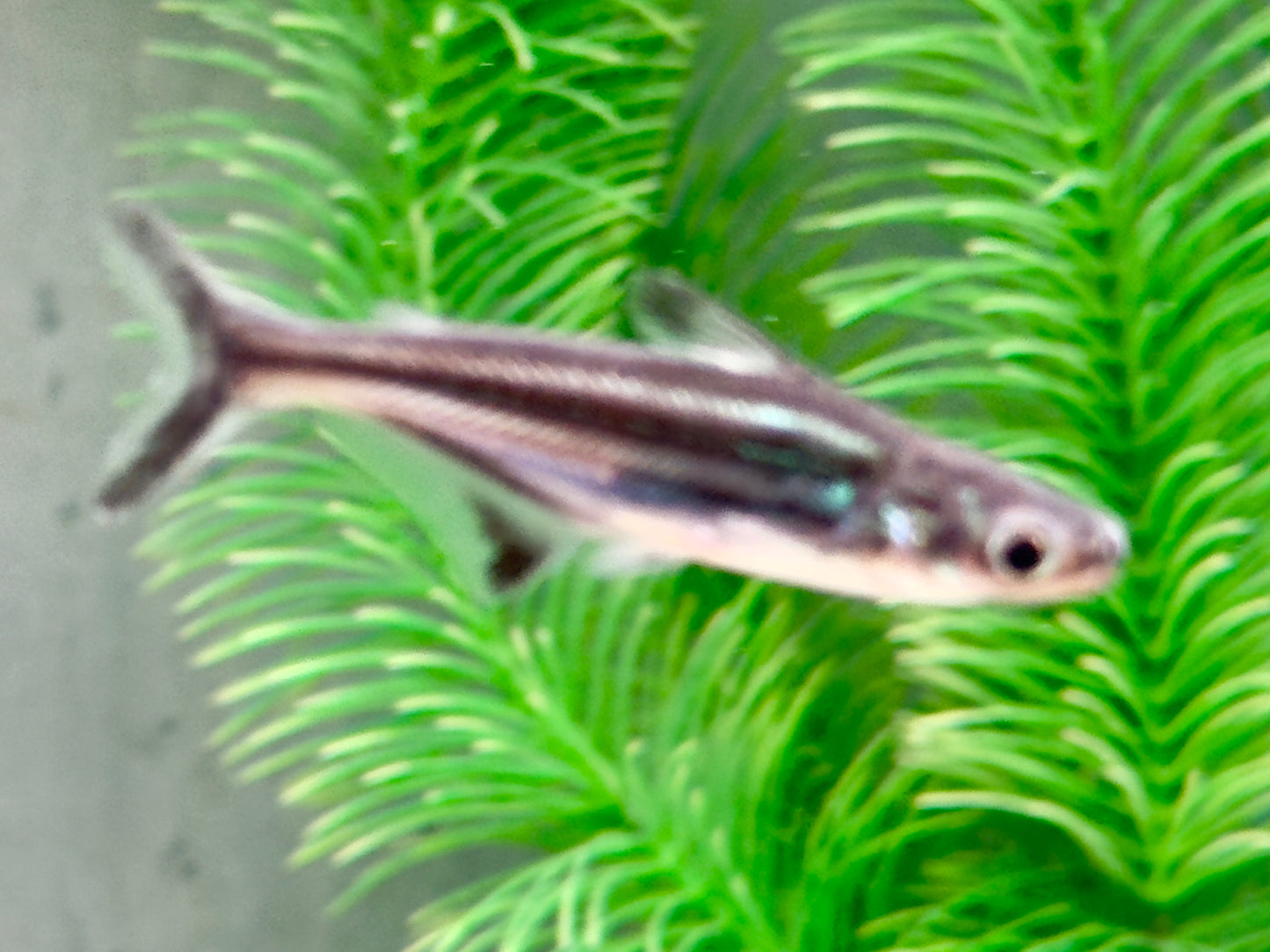 Haiwels Pangasius sutchi