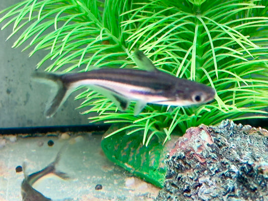 Haiwels Pangasius sutchi