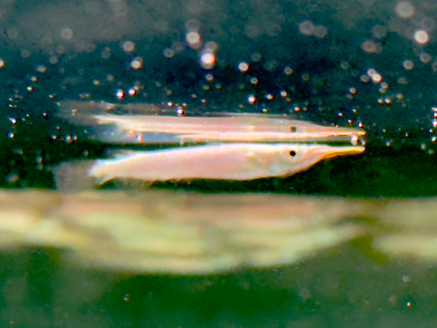 Halbschnabelhecht Platin Dermogenys pusillus
