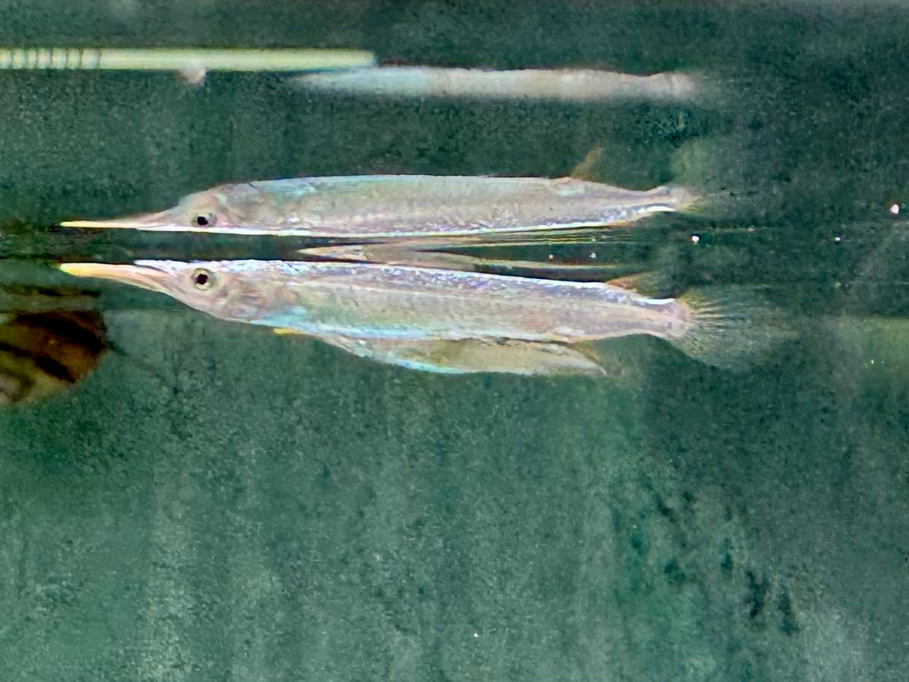 Halbschnabelhecht Platin Dermogenys pusillus