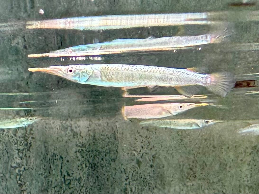Halbschnabelhecht Platin Dermogenys pusillus