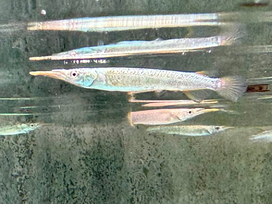 Halbschnabelhecht Platin Dermogenys pusillus