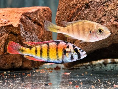 Haplochromis sp. Thick Skin CH44