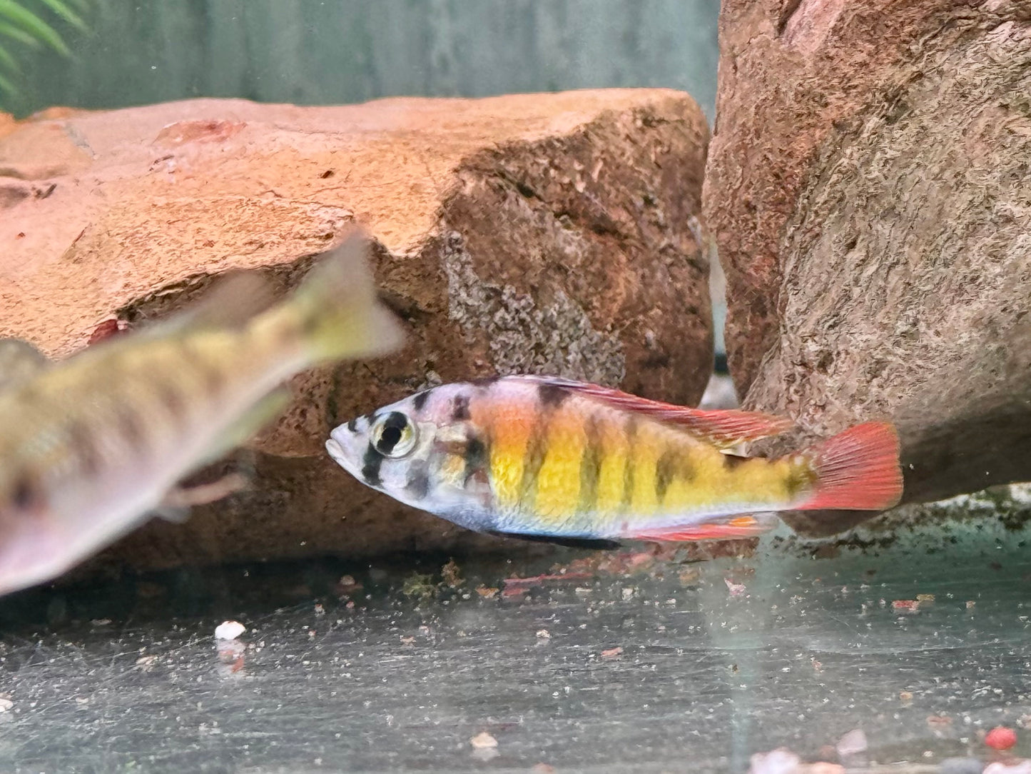 Haplochromis sp. Thick Skin CH44