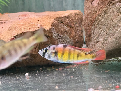 Haplochromis sp. Thick Skin CH44