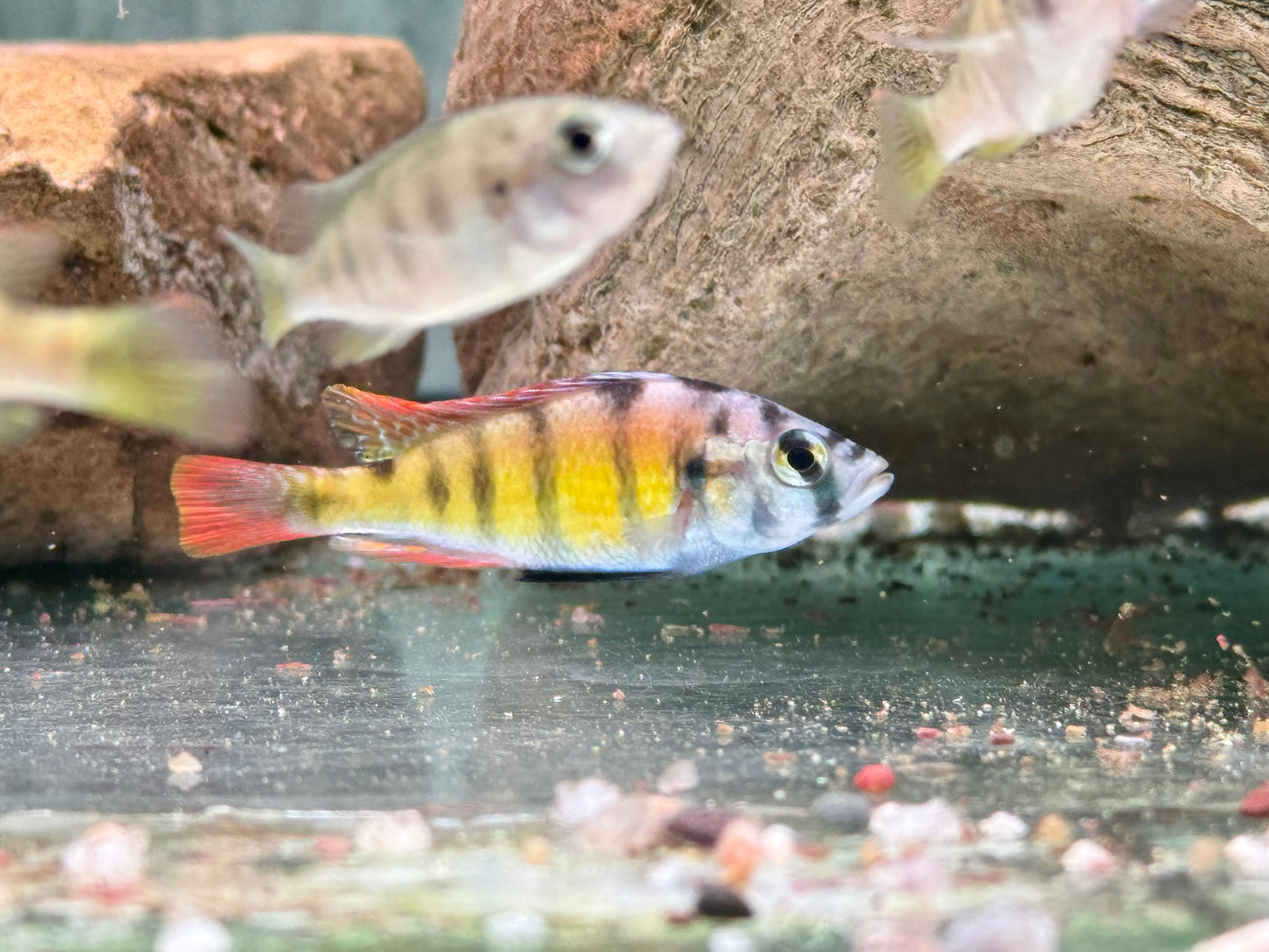 Haplochromis sp. Thick Skin CH44