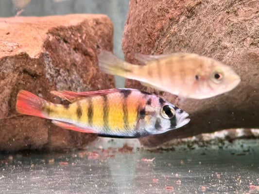 Haplochromis sp. Thick Skin CH44