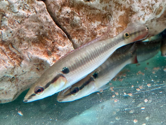 Hechtbuntbarsch Crenicichla saxatilis 6-7 cm