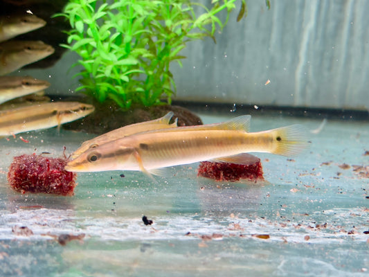 Hechtbuntbarsch Crenicichla zebrina 10-13 cm
