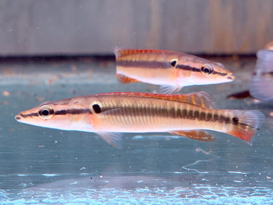 Hechtbuntbarsch Crenicichla zebrina 9-10 cm