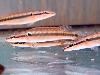 Hechtbuntbarsch Crenicichla zebrina 9-10 cm