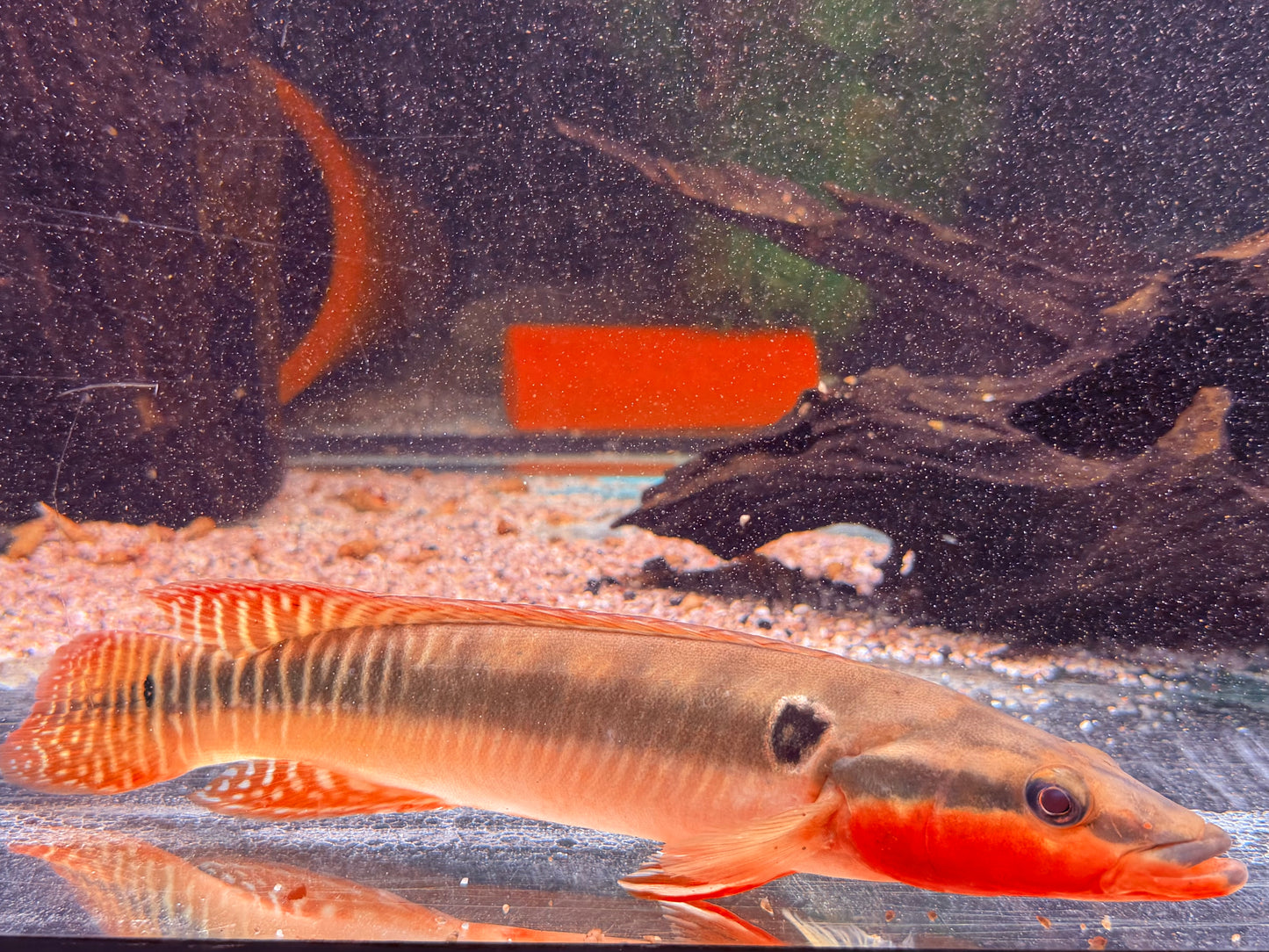 Hechtbuntbarsch Crenicichla zebrina 25-32 cm