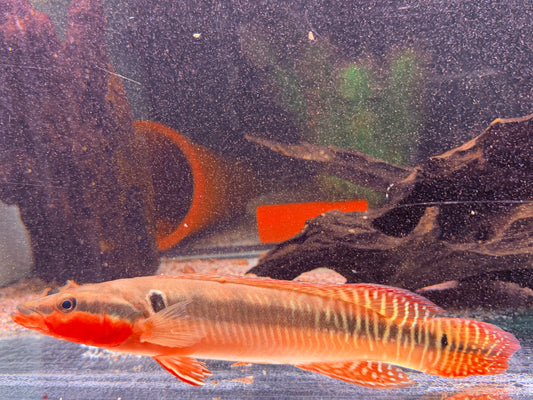Hechtbuntbarsch Crenicichla zebrina 25-32 cm