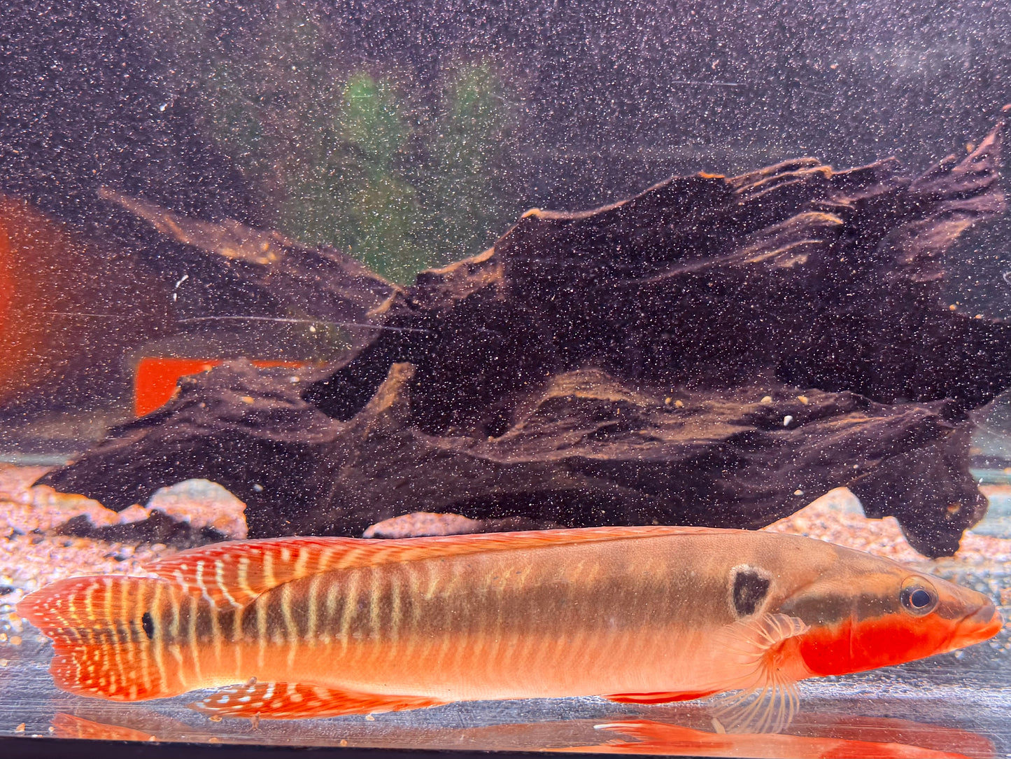 Hechtbuntbarsch Crenicichla zebrina 25-32 cm