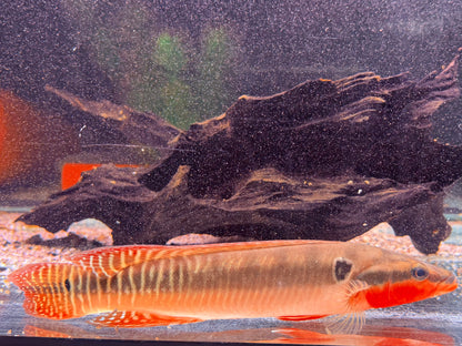Hechtbuntbarsch Crenicichla zebrina 25-32 cm